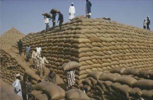 Read more about the article The fall of the Kano Groundnut Pyramids