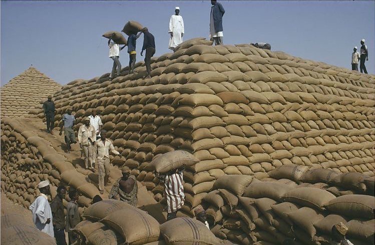 You are currently viewing The fall of the Kano Groundnut Pyramids