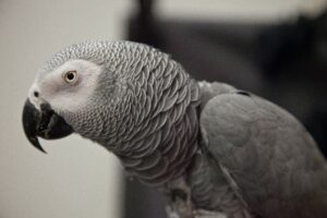 Read more about the article Everyone Needs to get a Pet Parrot