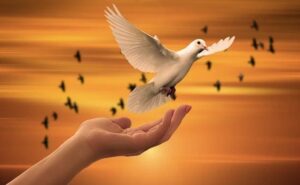 Read more about the article The Power of Peace: A Universal Pursuit for Harmony and Tranquility