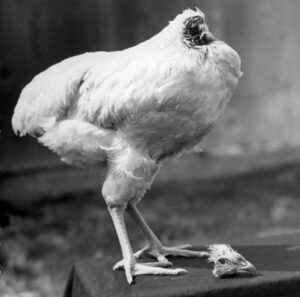 Read more about the article Mike, The Headless Chicken