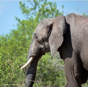 Read more about the article The Saddest Elephant In The World Has Passed Away