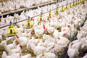 Read more about the article Starting a Poultry Farming Business: A Profitable Venture