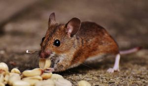 Read more about the article Lassa Fever: What You Need To Know